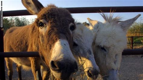 safe haven for donkeys in the holy land